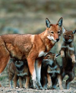 ethiopian red fox